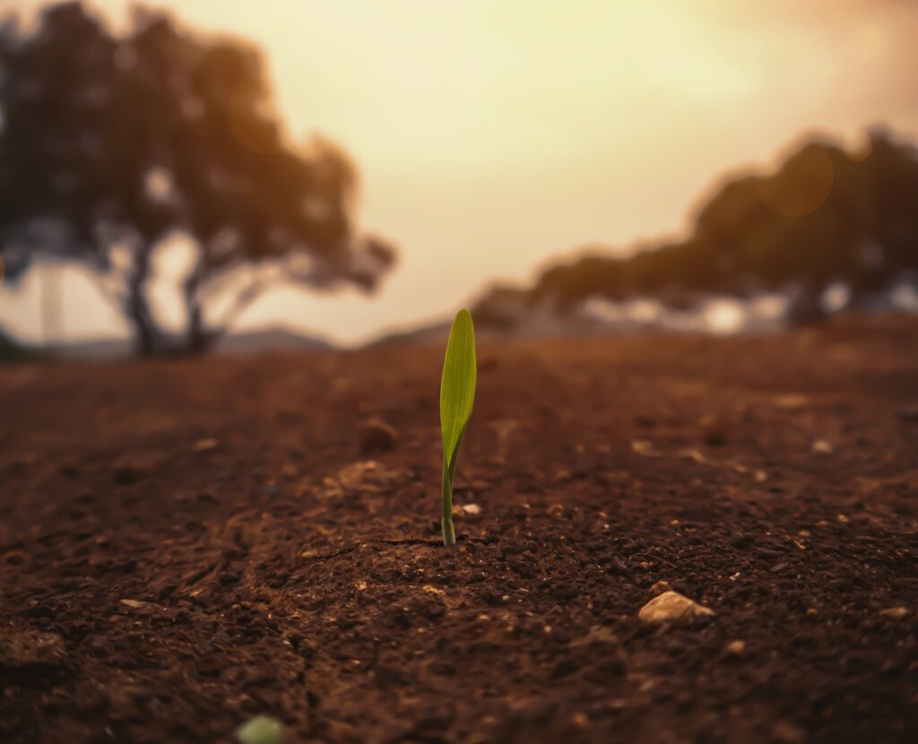 grass, green, nature, earth, agriculture, germinate, germinate, germinate, germinate, germinate, germinate