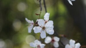 L'esprit du printemps : légèreté et renouveau Fleurs blanches en pleine floraison sur une branche, avec un arrière-plan flou aux tons verts, symbolisant la douceur et la renaissance du printemps.